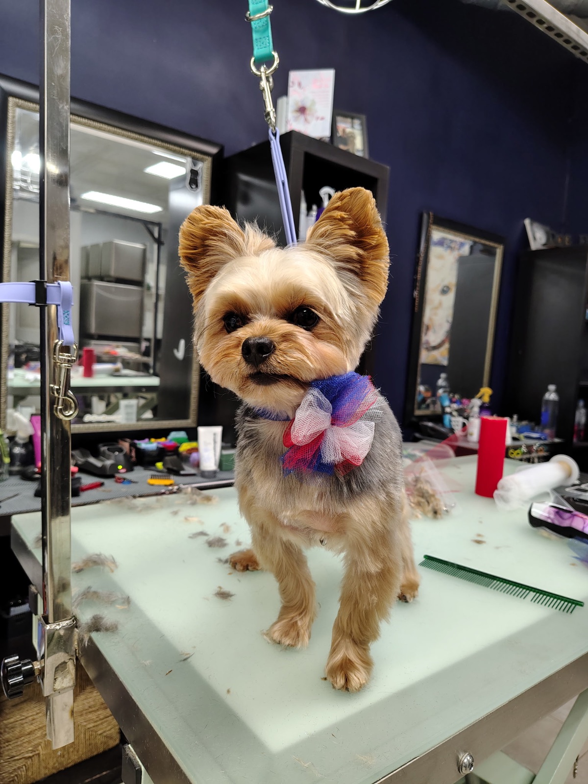 Freshly groomed dog at Tiny Tails Grooming