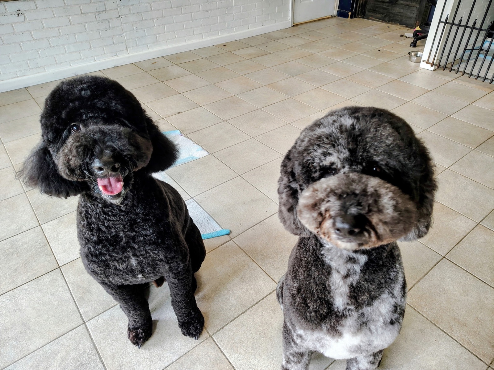 Freshly groomed dog at Tiny Tails Grooming