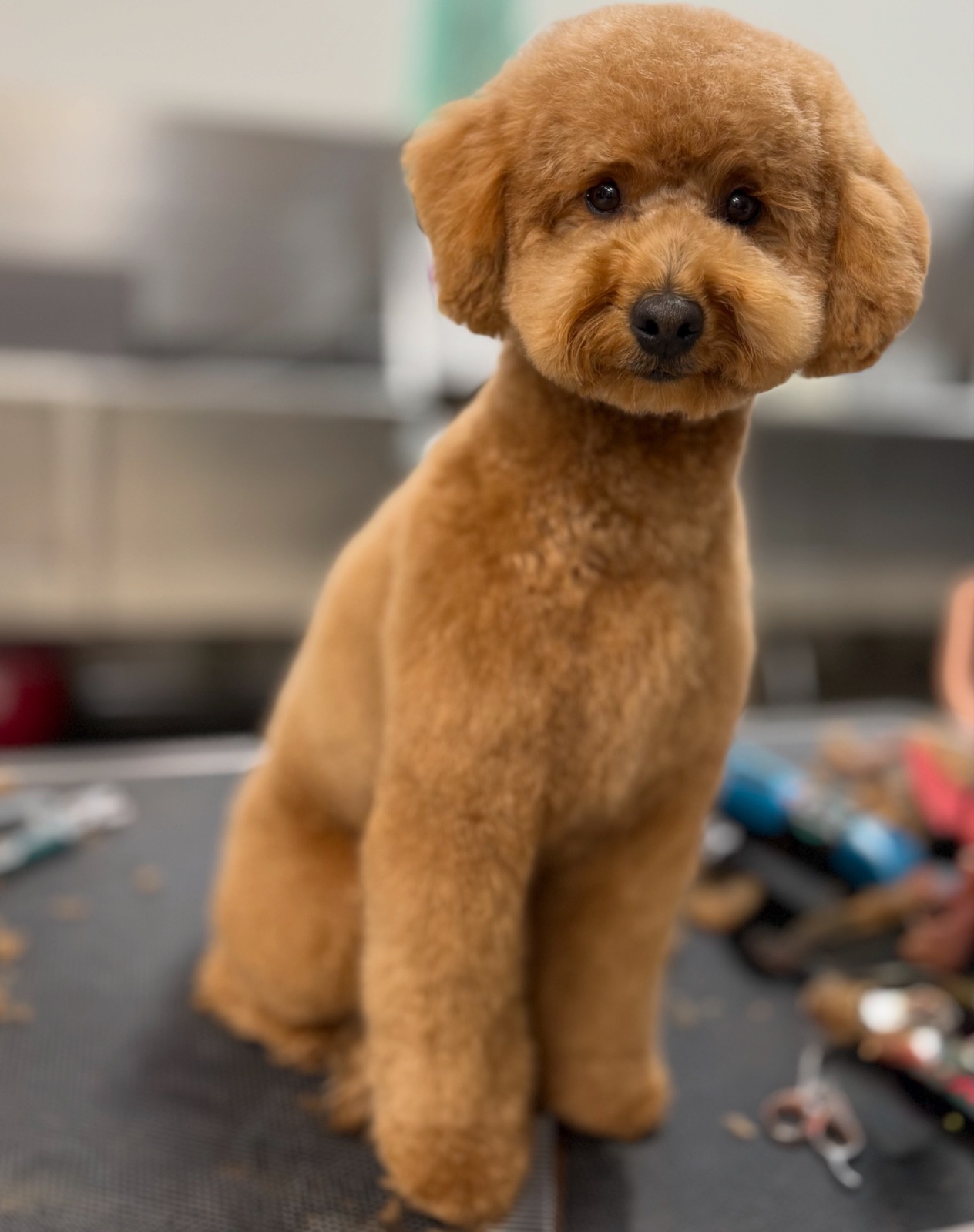 Freshly groomed dog at Tiny Tails Grooming