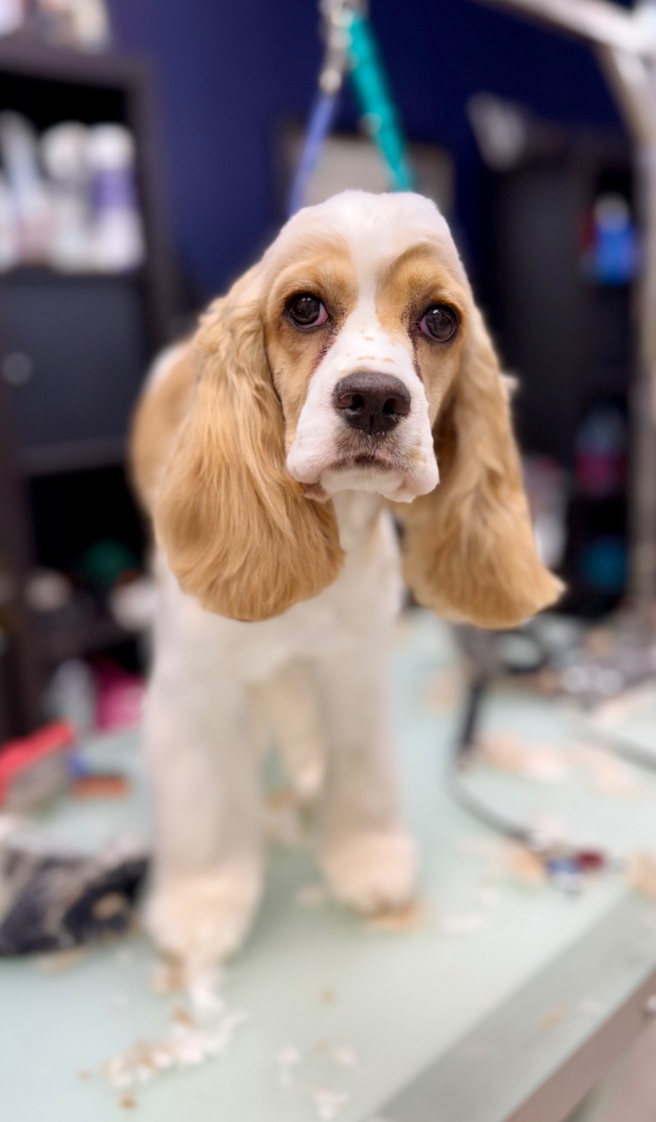 Freshly groomed dog at Tiny Tails Grooming