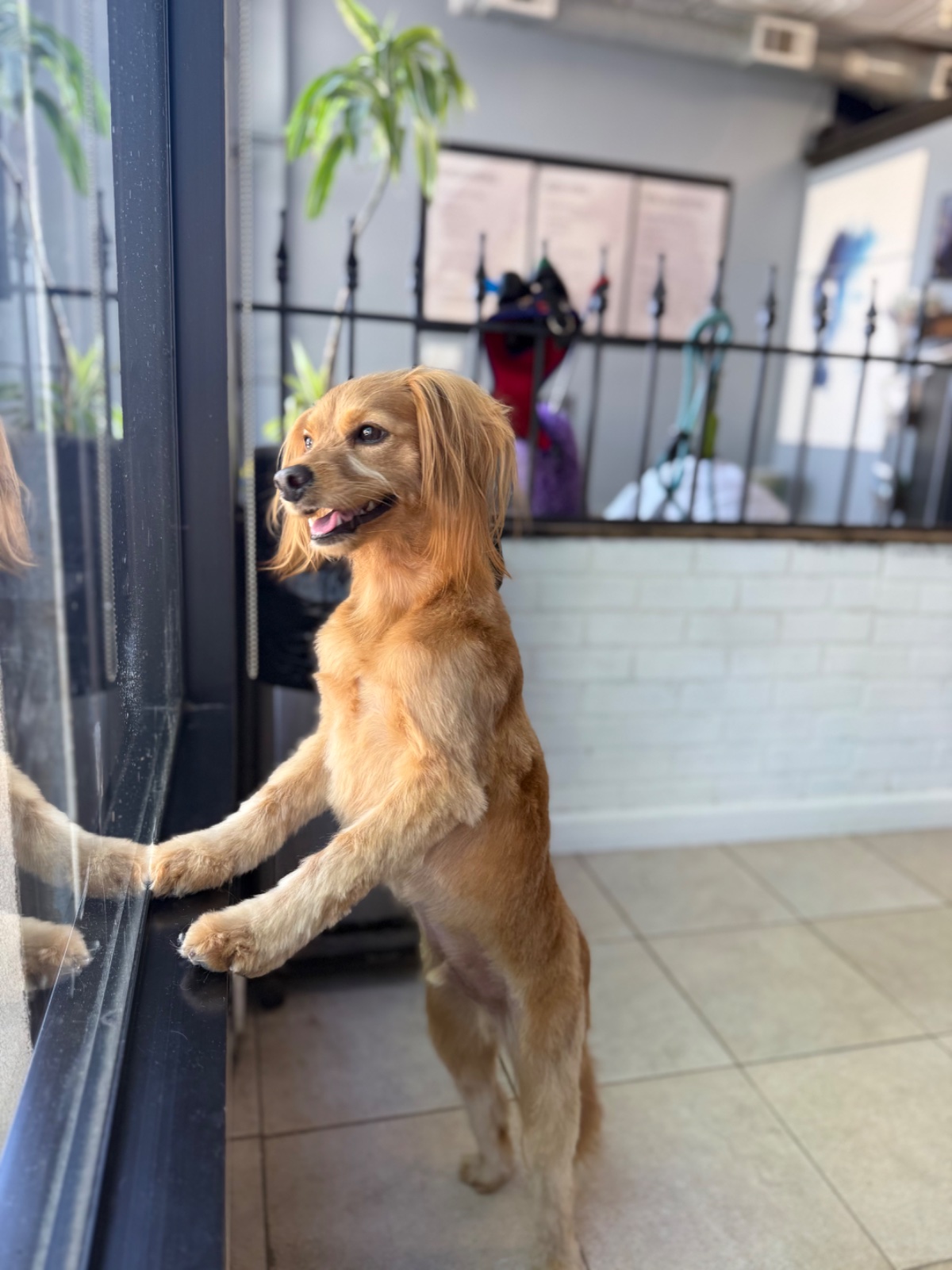 Freshly groomed dog at Tiny Tails Grooming
