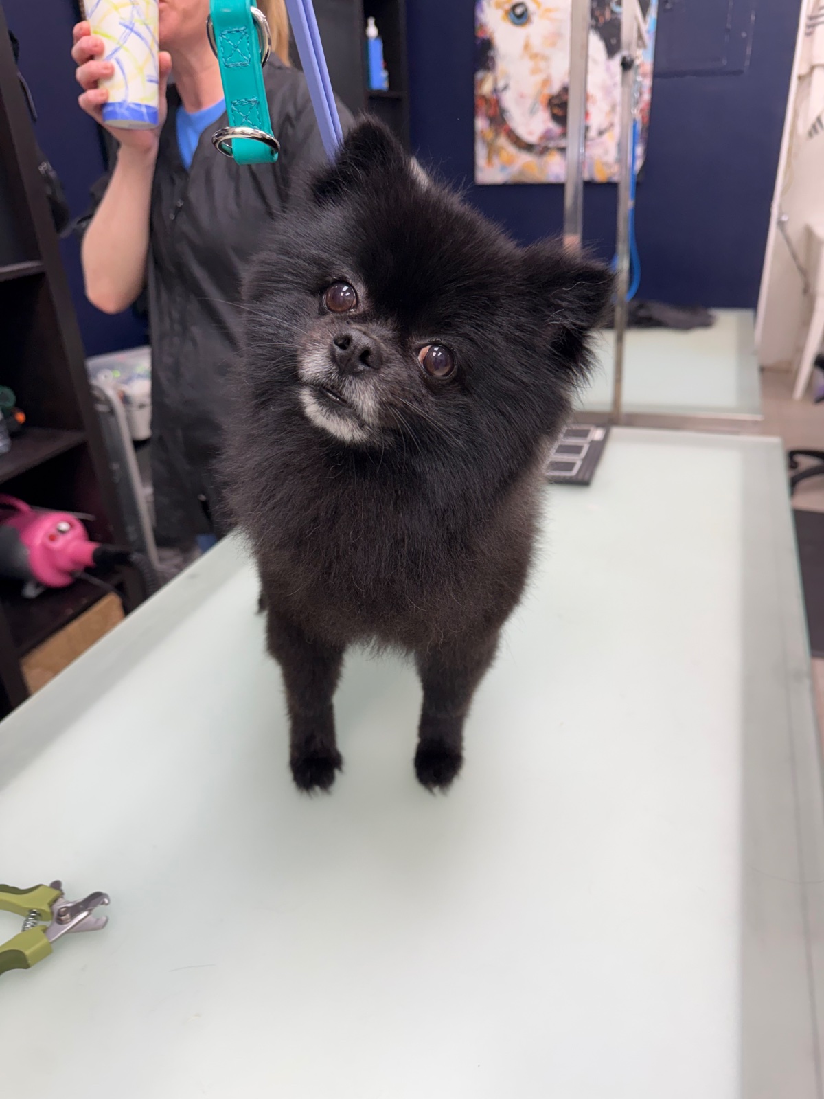 Freshly groomed dog at Tiny Tails Grooming