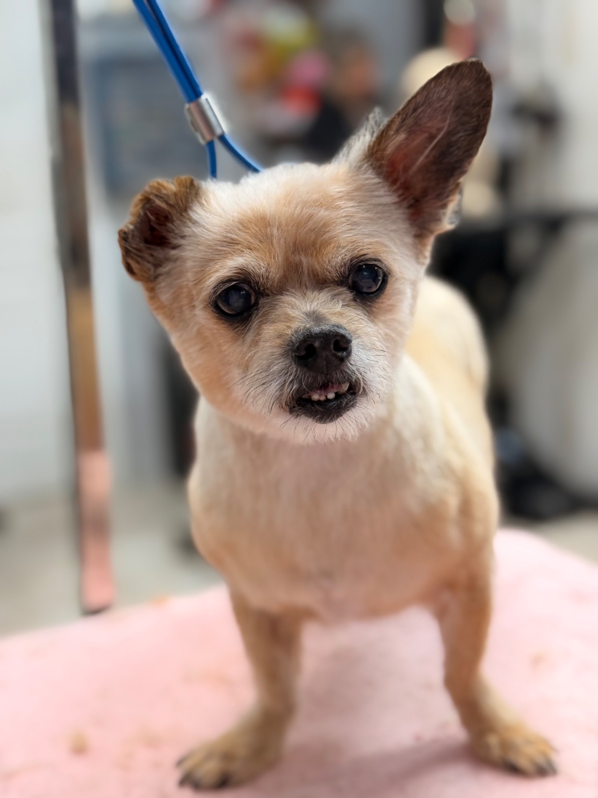 Freshly groomed dog at Tiny Tails Grooming