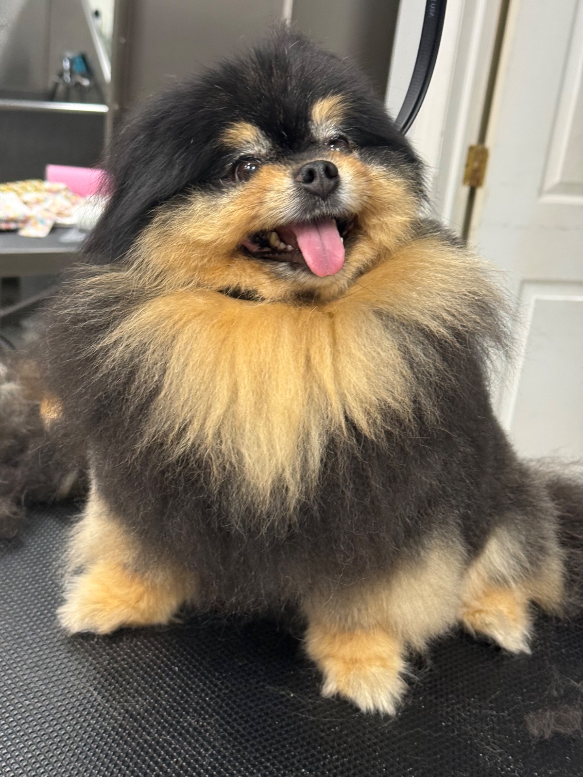 Freshly groomed dog at Tiny Tails Grooming