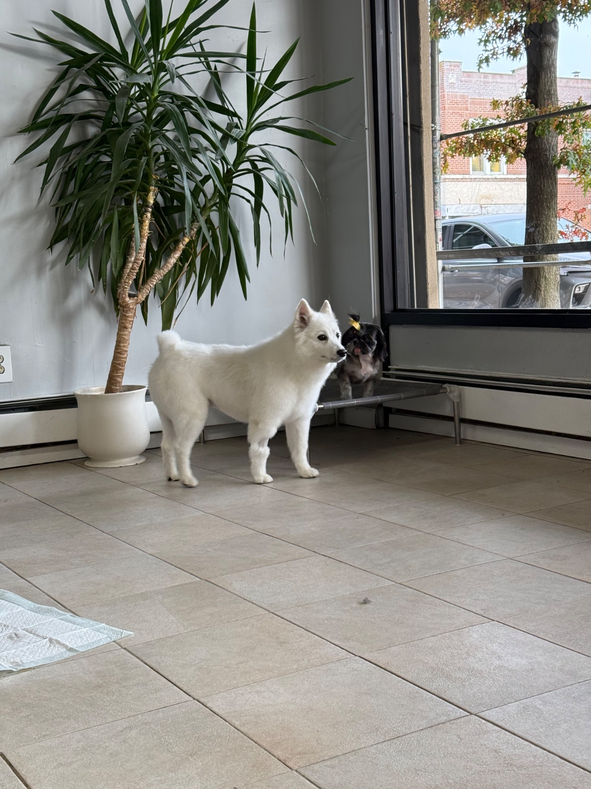 Freshly groomed dog at Tiny Tails Grooming