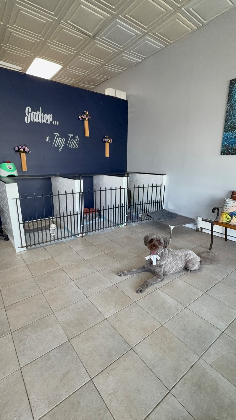 Freshly groomed dog at Tiny Tails Grooming