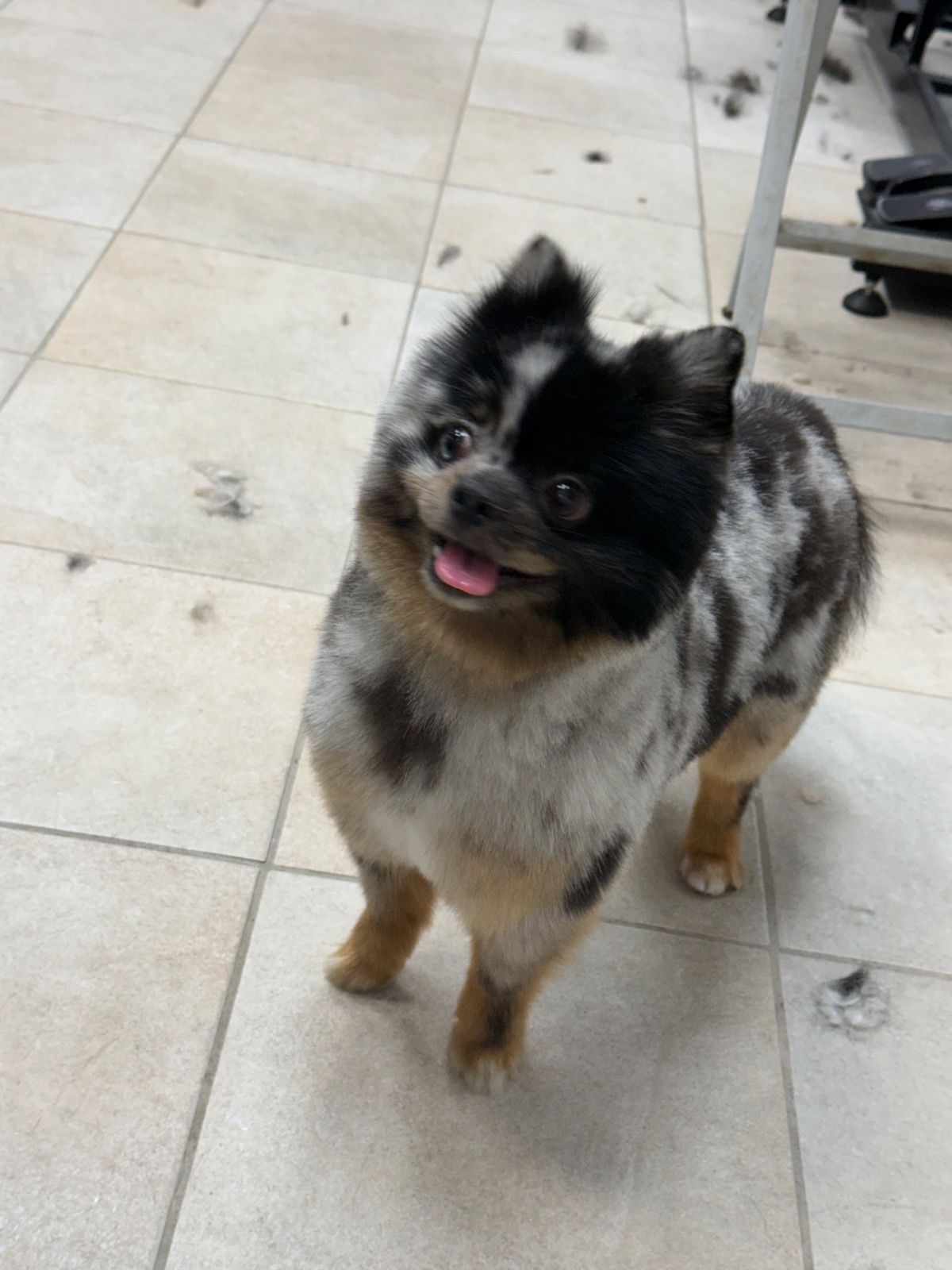 Freshly groomed dog at Tiny Tails Grooming