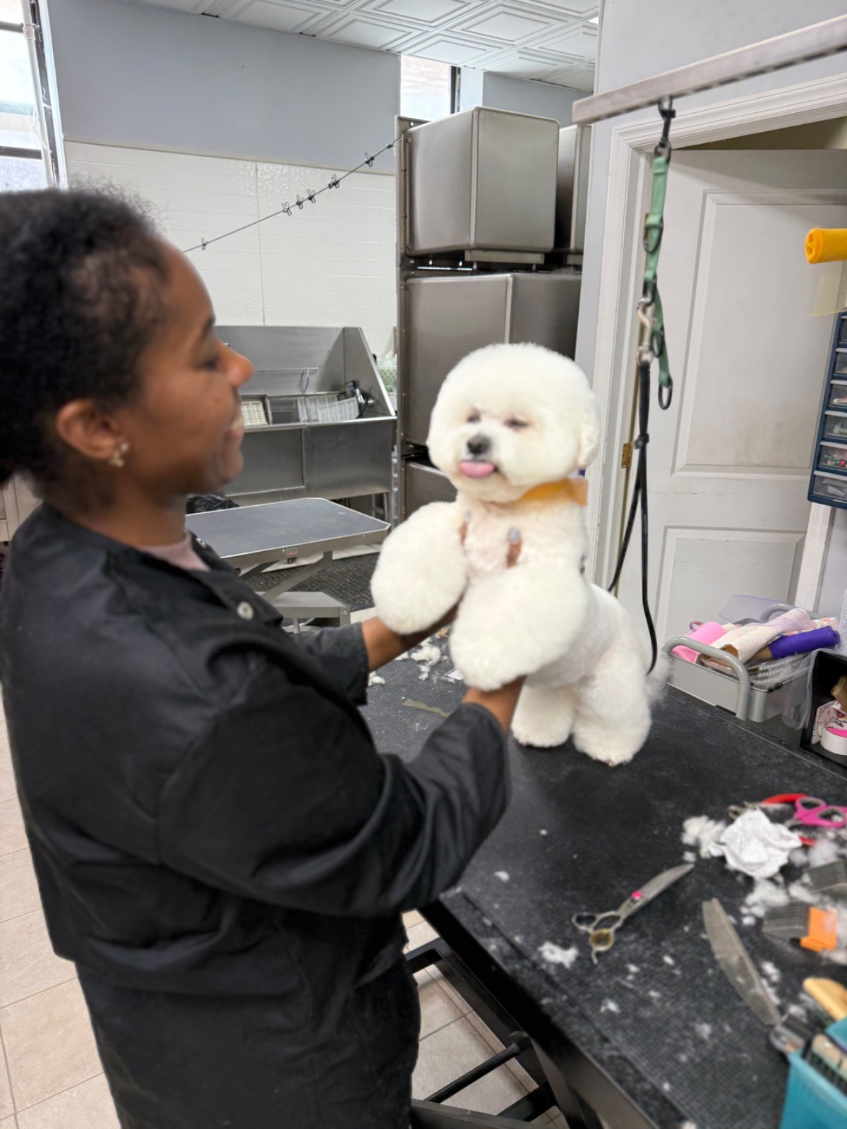 Freshly groomed dog at Tiny Tails Grooming