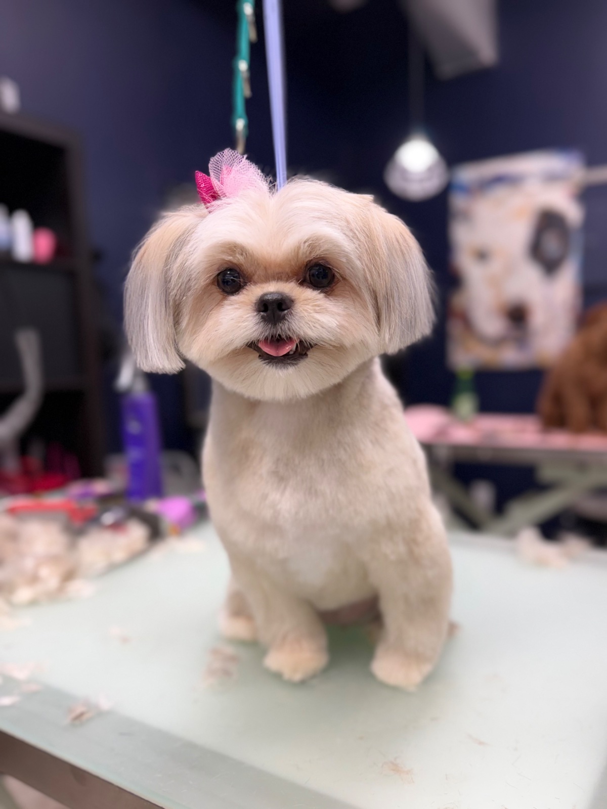Freshly groomed dog at Tiny Tails Grooming