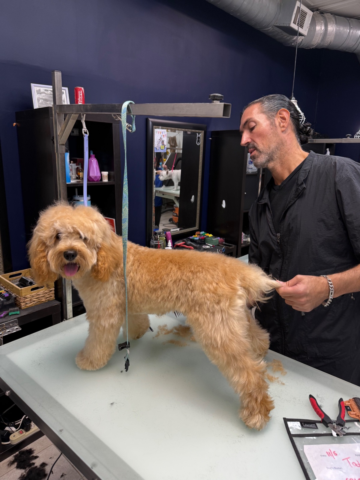 Freshly groomed dog at Tiny Tails Grooming