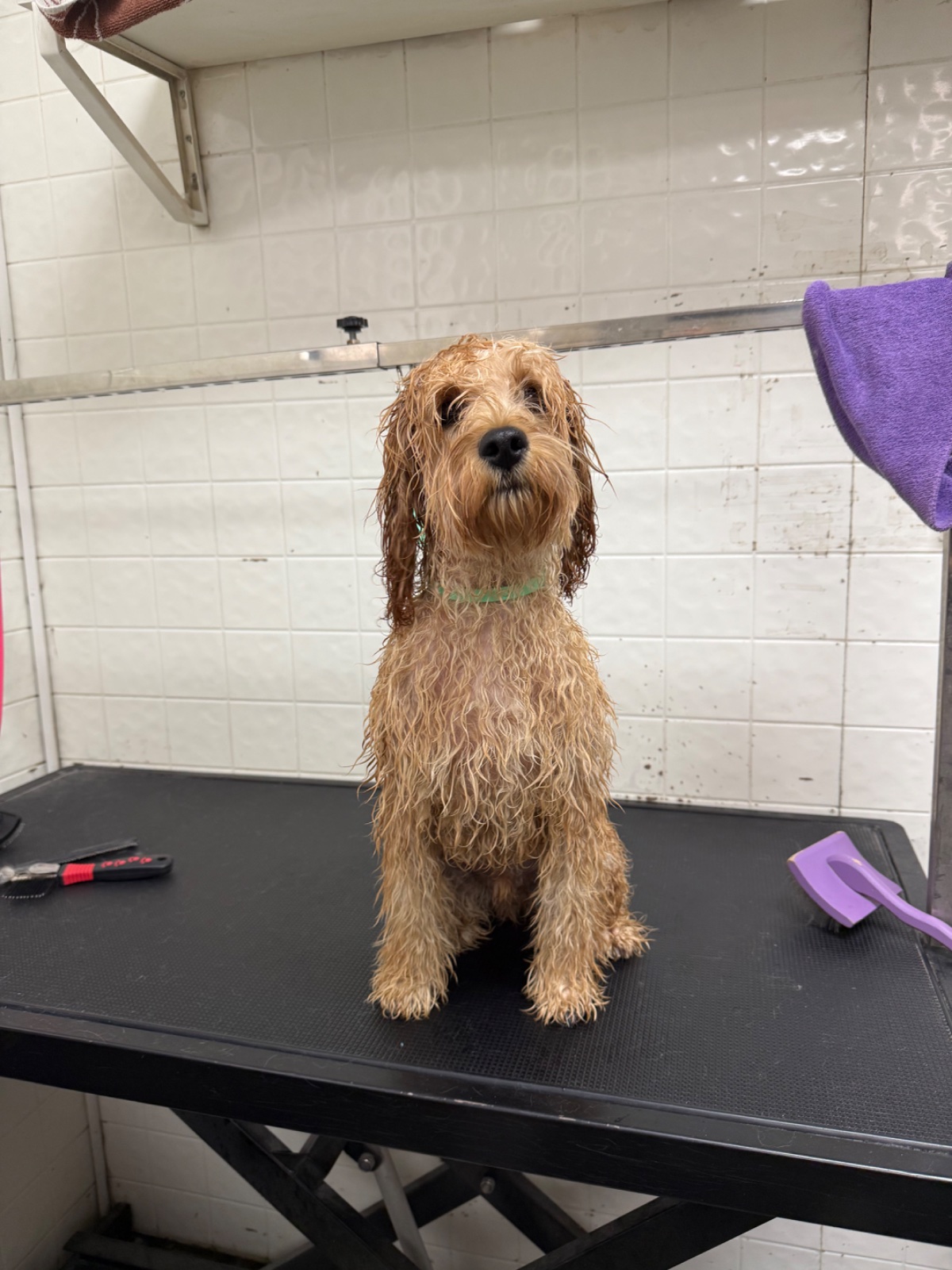 Freshly groomed dog at Tiny Tails Grooming