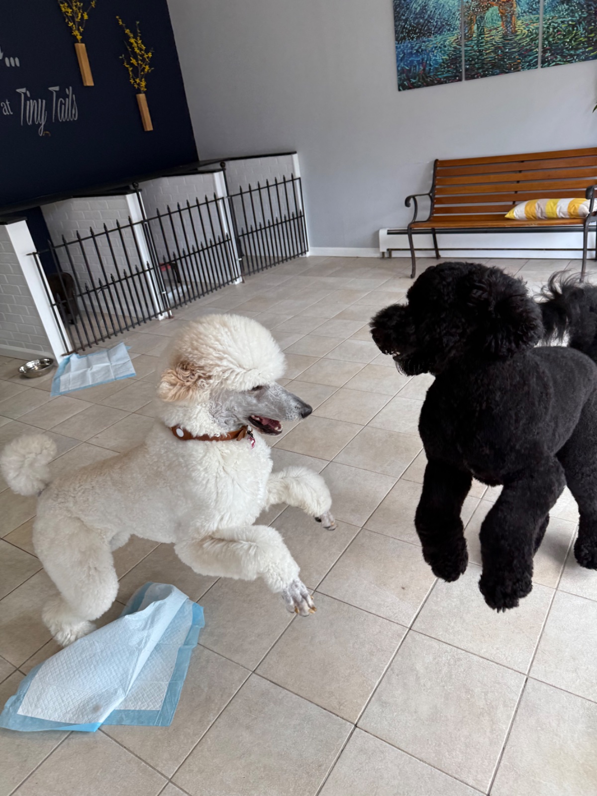 Freshly groomed dog at Tiny Tails Grooming