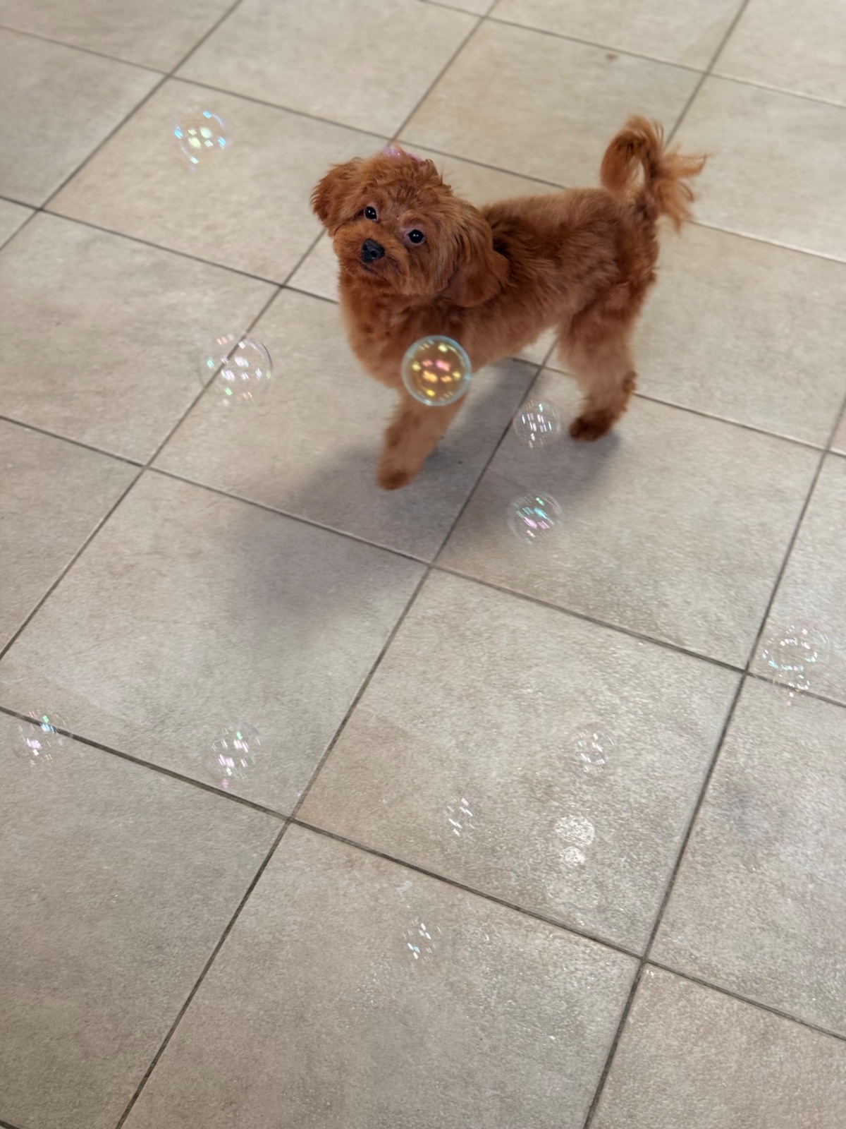 Freshly groomed dog at Tiny Tails Grooming