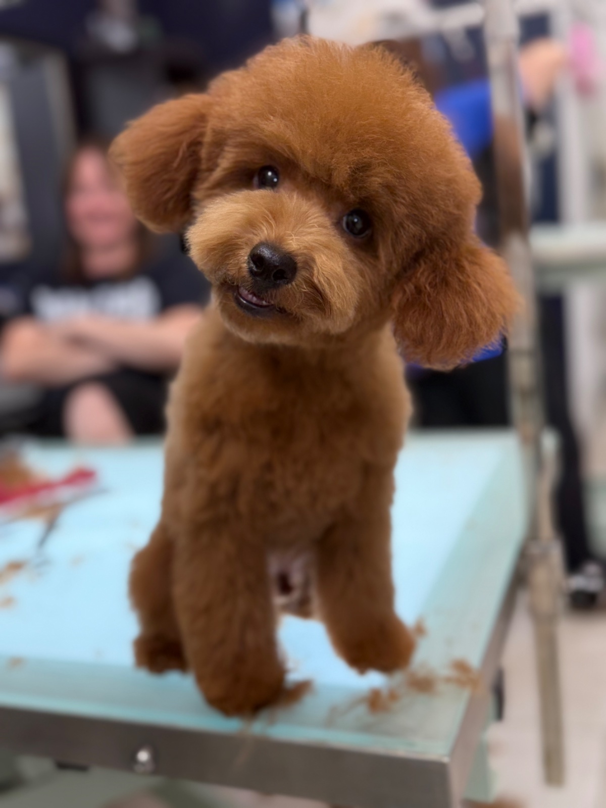 Freshly groomed dog at Tiny Tails Grooming