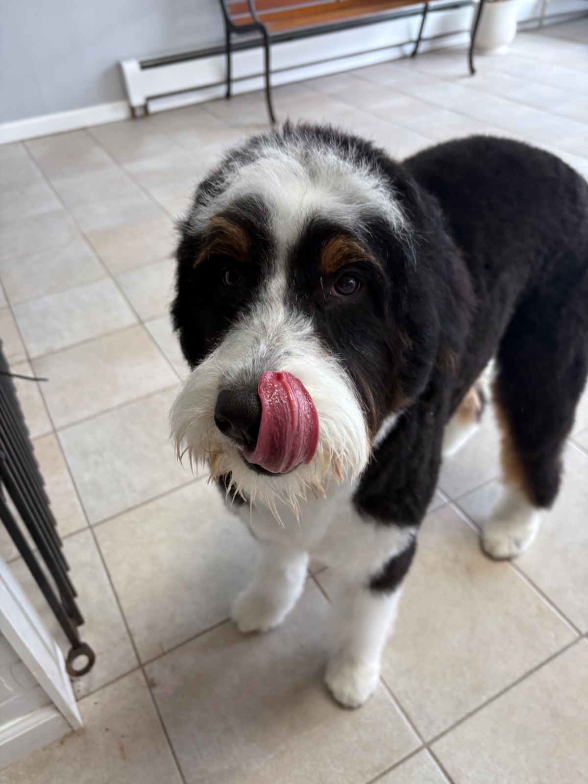 Freshly groomed dog at Tiny Tails Grooming