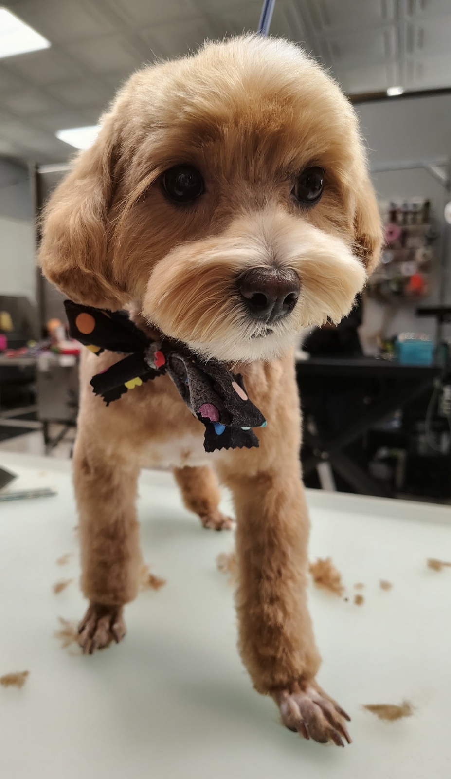 Freshly groomed dog at Tiny Tails Grooming