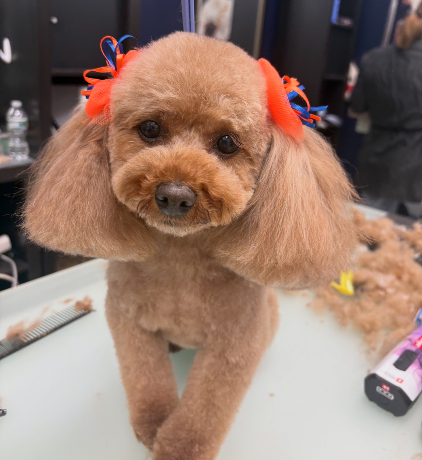 Freshly groomed dog at Tiny Tails Grooming