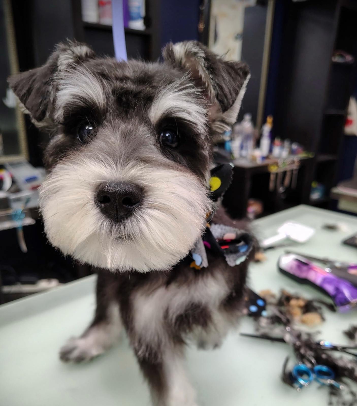 Freshly groomed dog at Tiny Tails Grooming