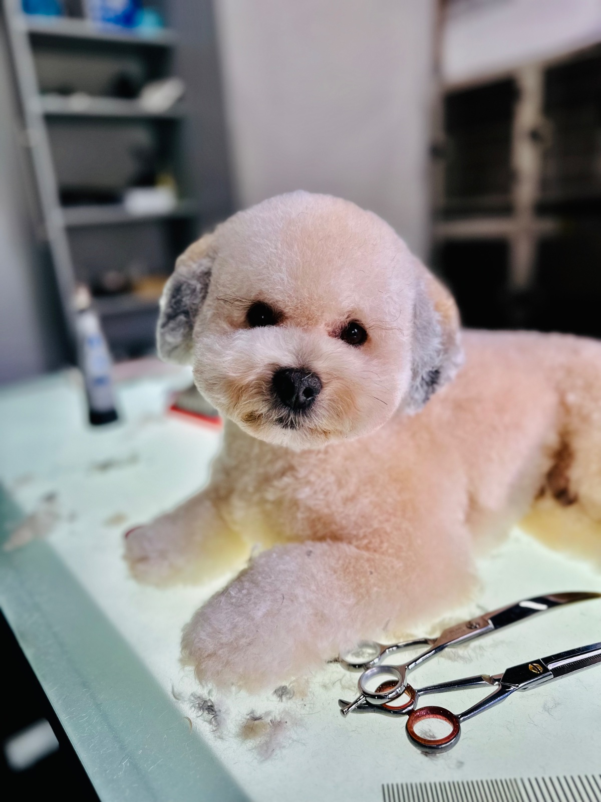 Freshly groomed dog at Tiny Tails Grooming