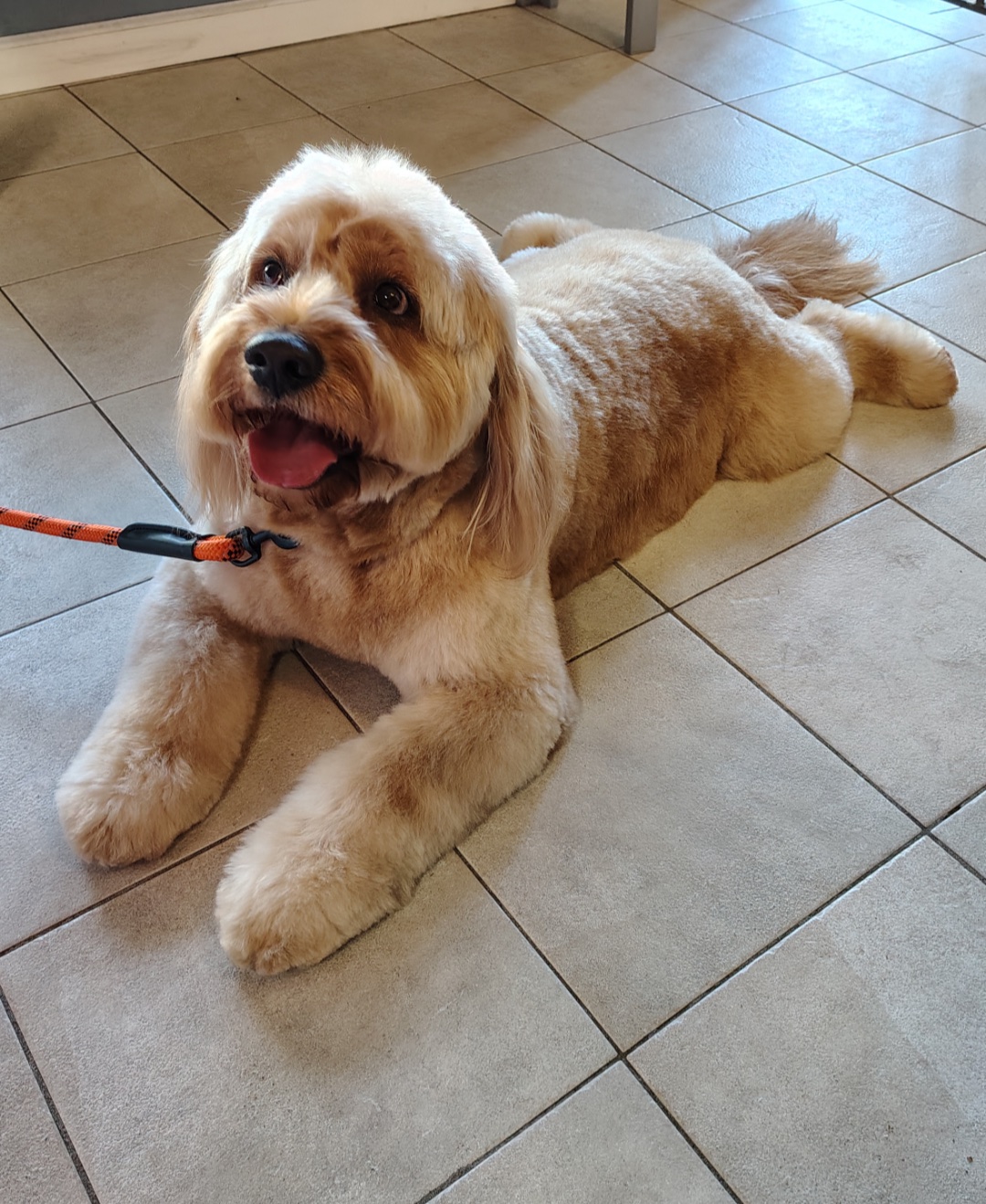Freshly groomed dog at Tiny Tails Grooming