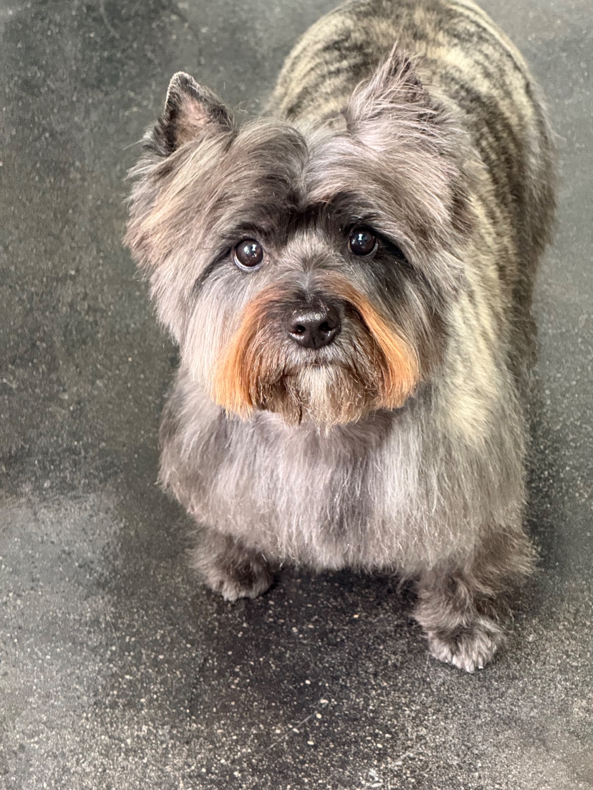Freshly groomed dog at Tiny Tails Grooming