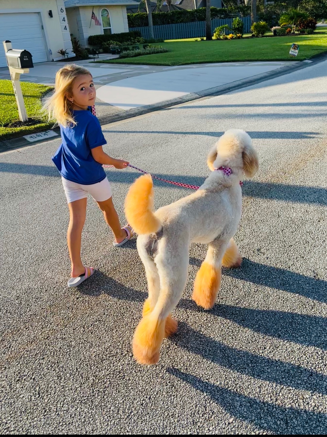 Freshly groomed dog at Tiny Tails Grooming