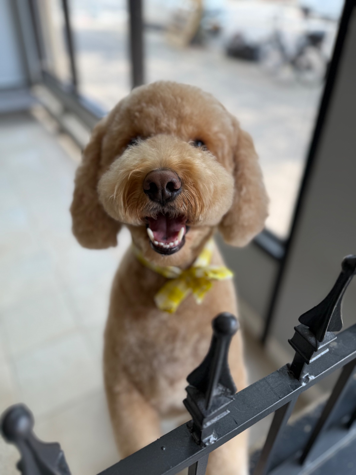 Freshly groomed dog at Tiny Tails Grooming
