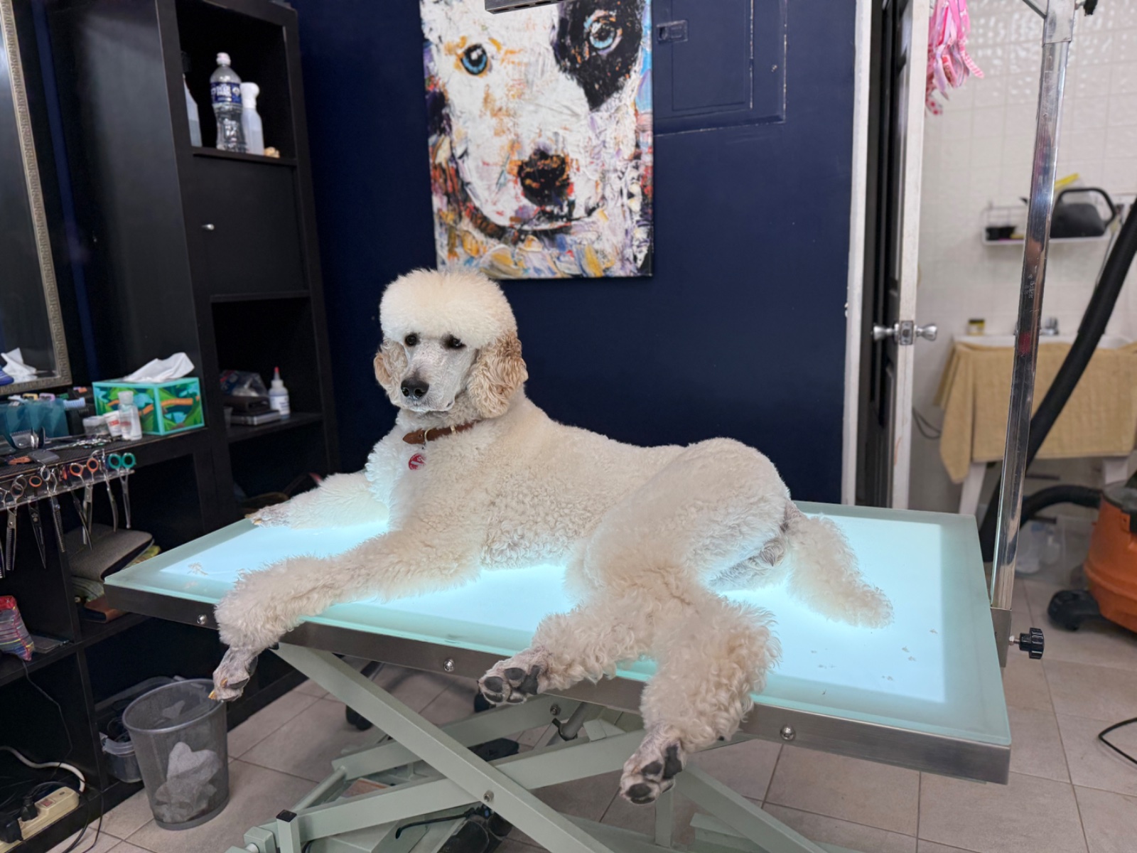 Freshly groomed dog at Tiny Tails Grooming