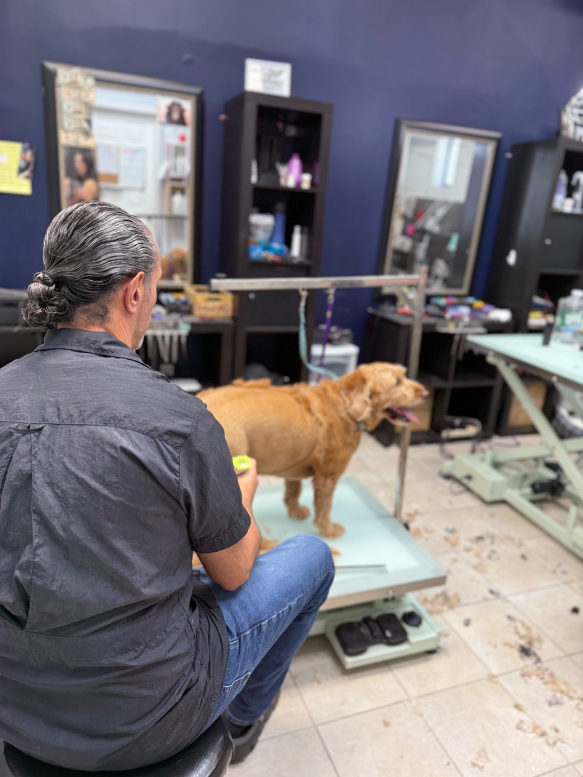 Freshly groomed dog at Tiny Tails Grooming
