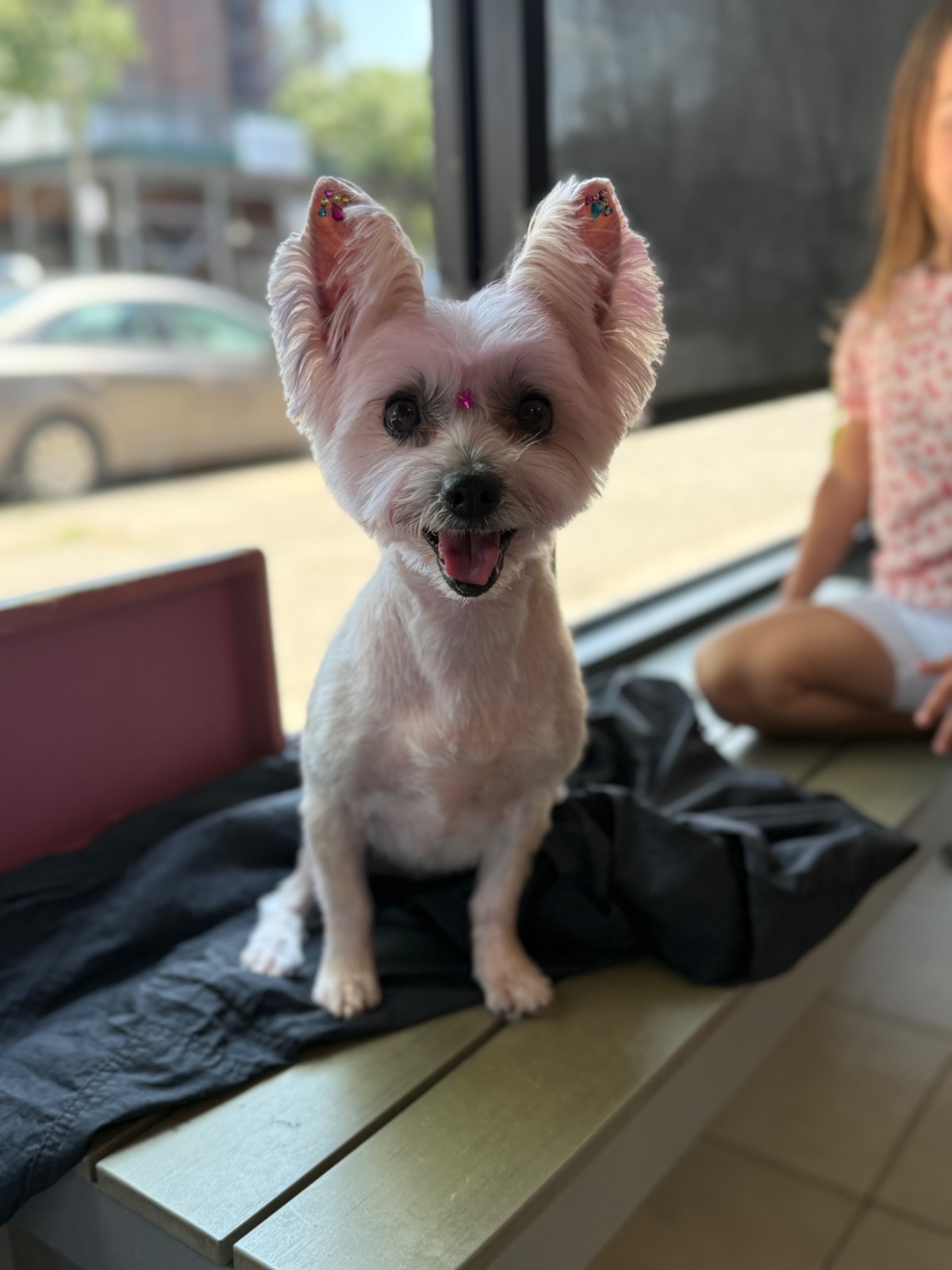 Freshly groomed dog at Tiny Tails Grooming