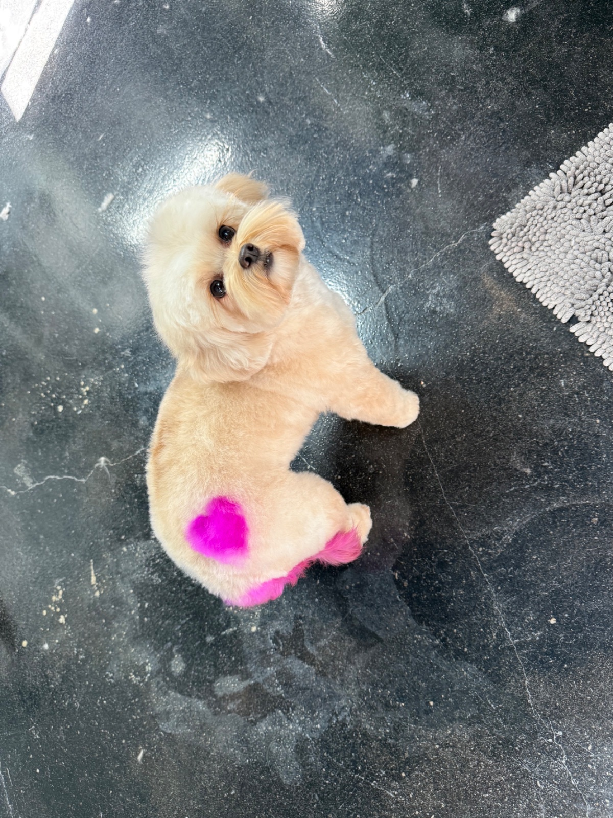 Freshly groomed dog at Tiny Tails Grooming