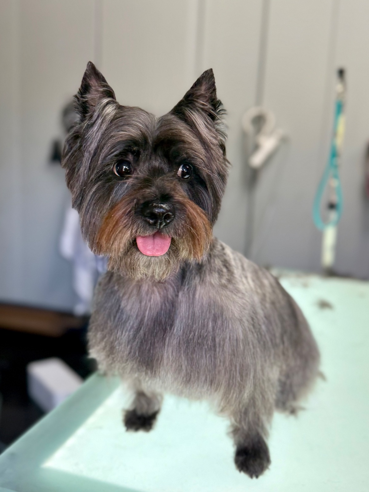 Freshly groomed dog at Tiny Tails Grooming