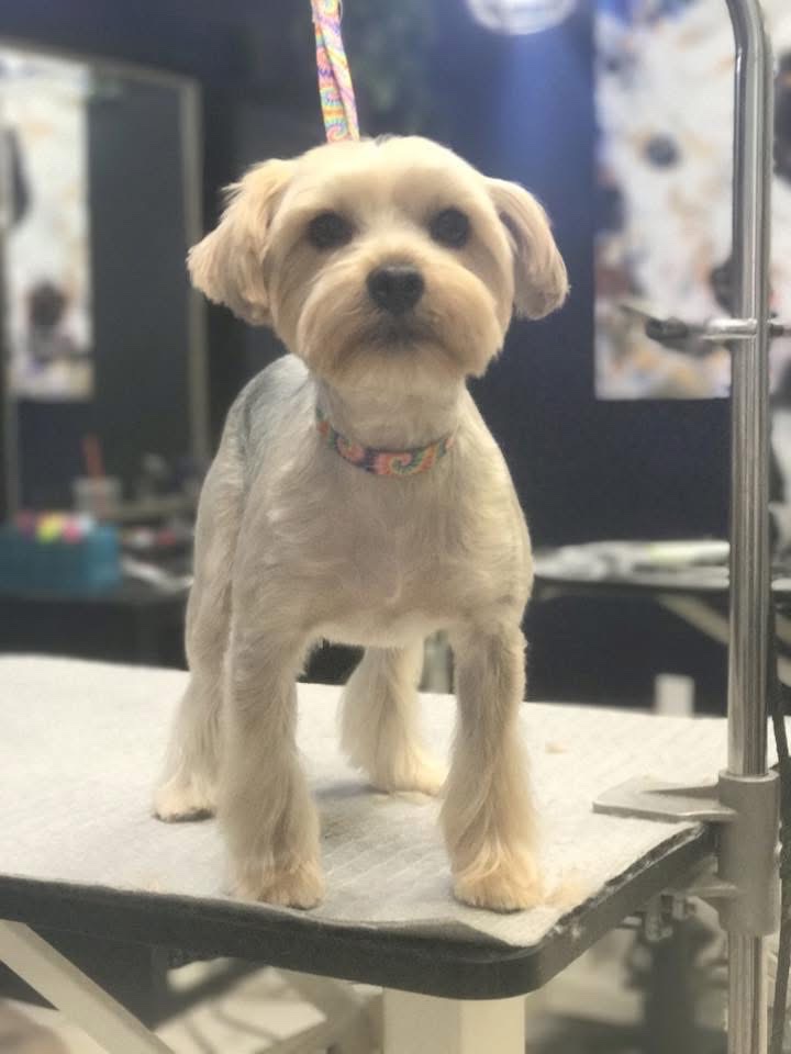 Freshly groomed dog at Tiny Tails Grooming