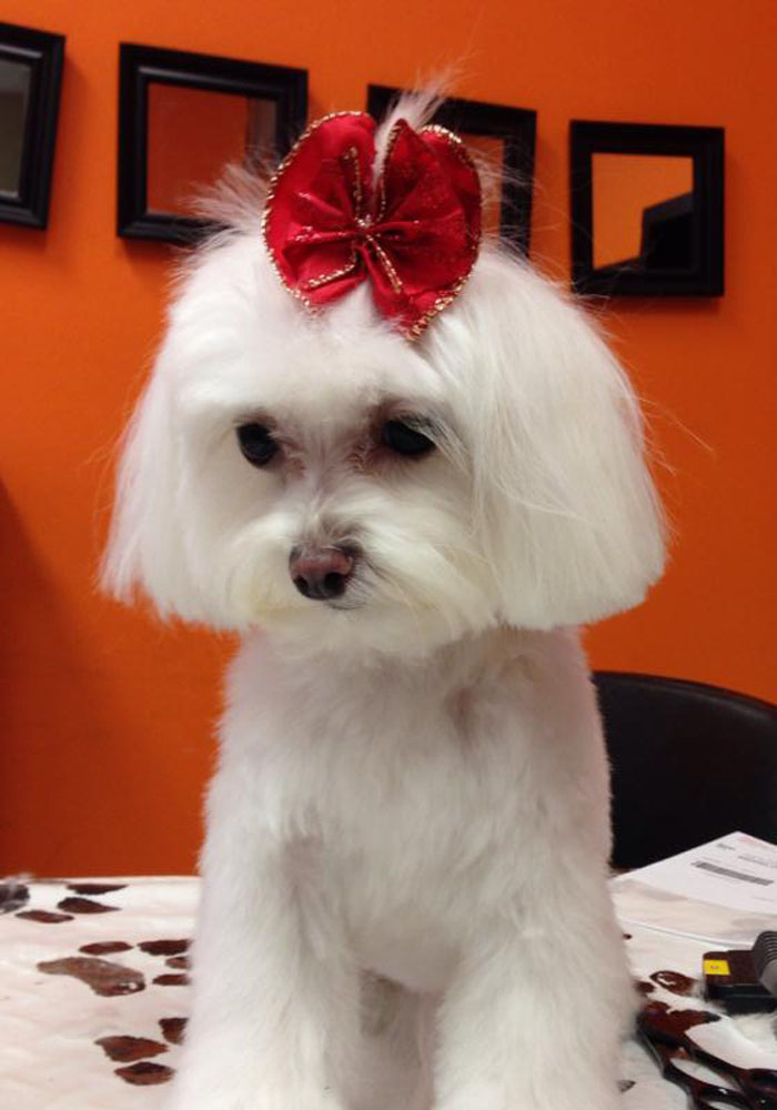 Dog grooming result — Tiny Tails