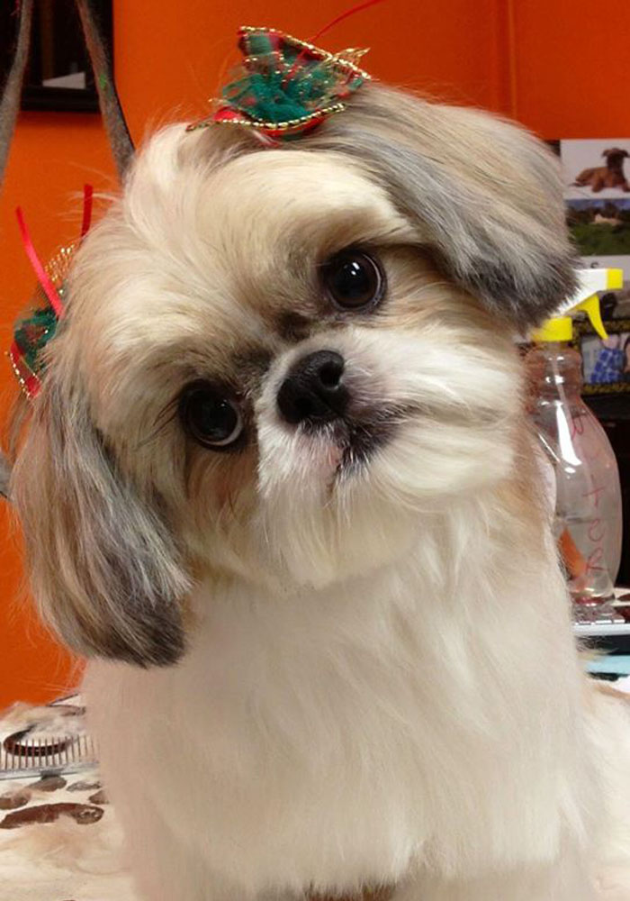 Dog grooming result — Tiny Tails