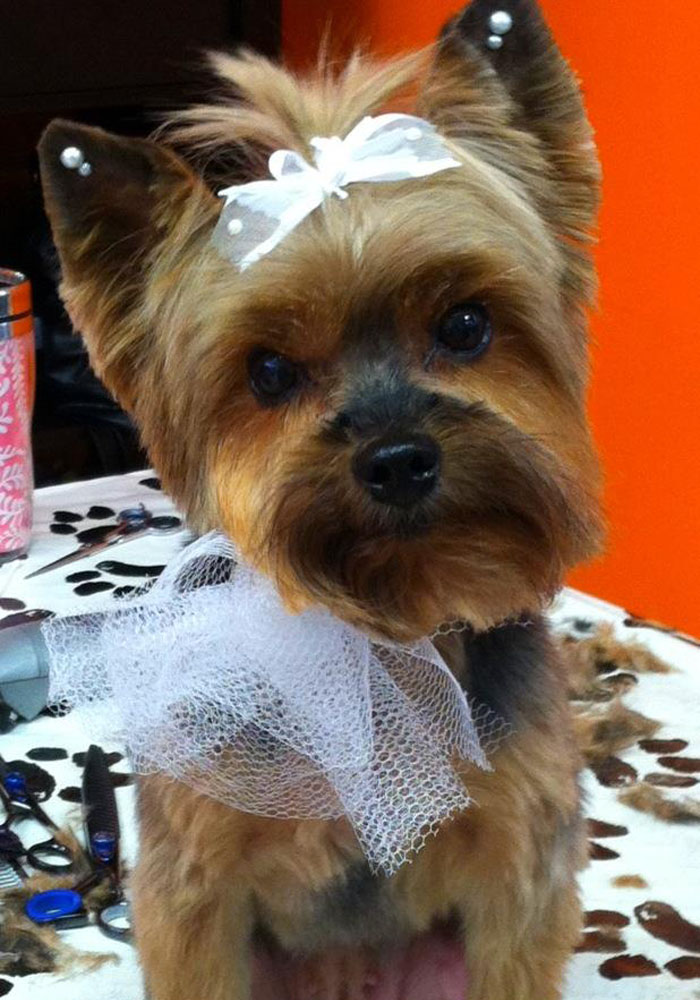 Dog grooming result — Tiny Tails