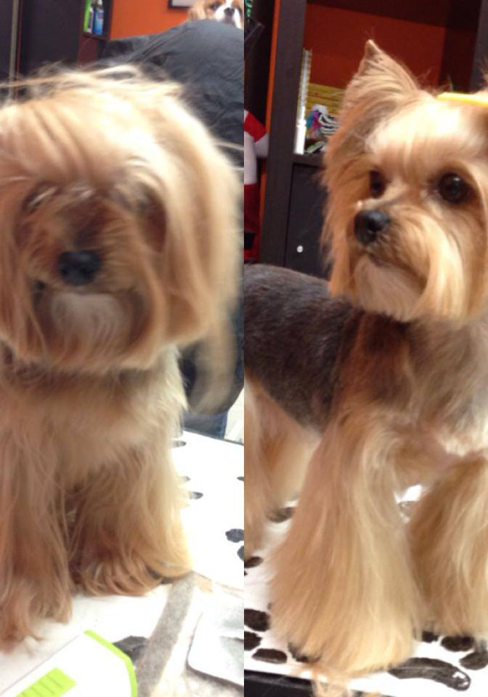 Dog grooming result — Tiny Tails