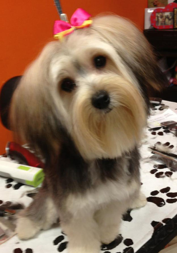 Dog grooming result — Tiny Tails