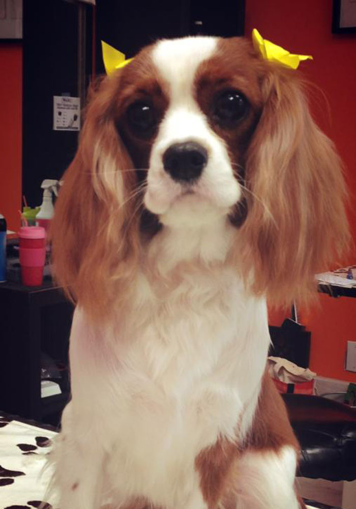 Dog grooming result — Tiny Tails