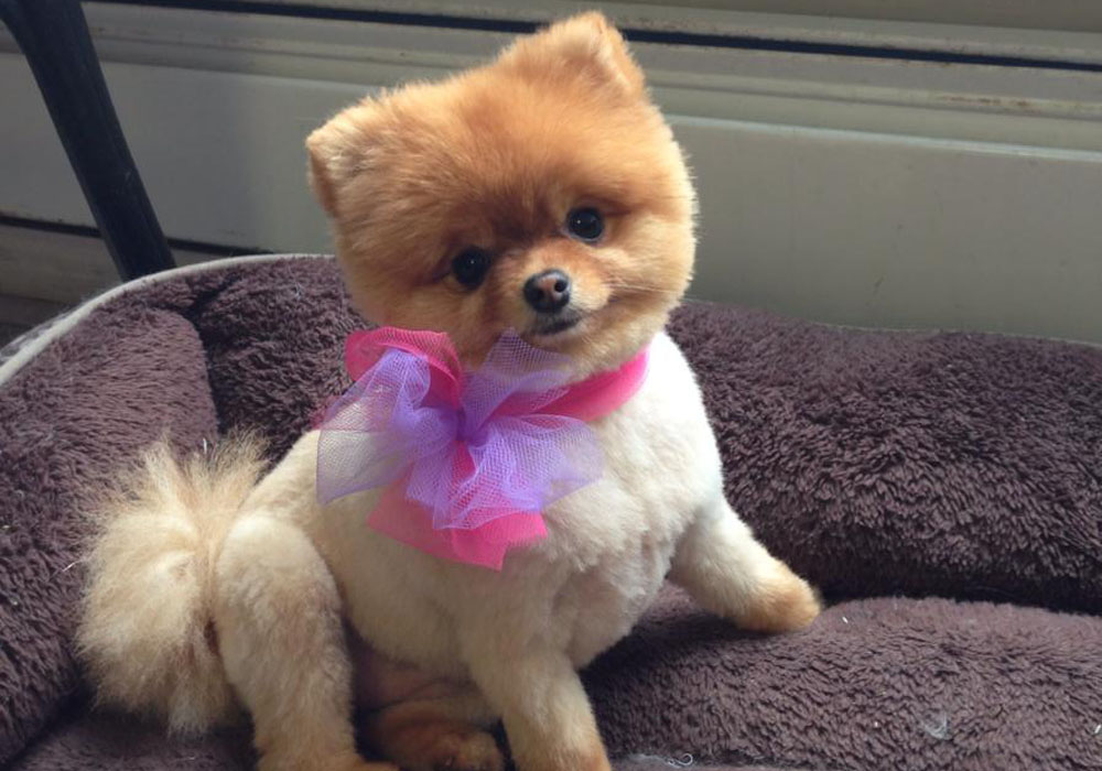 Dog grooming result — Tiny Tails