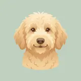 Goldendoodle