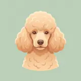 Poodle