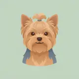 Yorkie