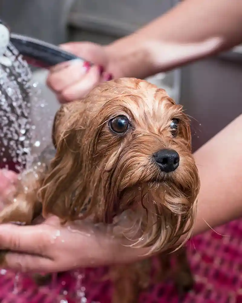 Tiny Tails Grooming — Bensonhurst, Brooklyn